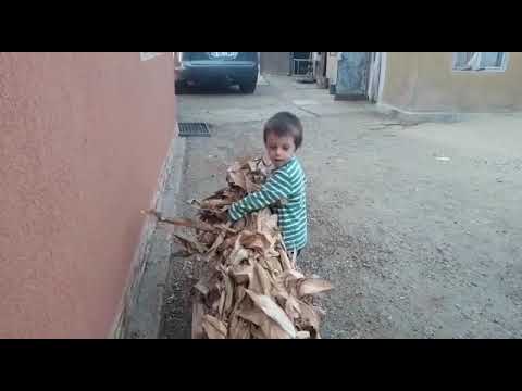 Duțu il ajuta pe tataie, Vasilati 2017