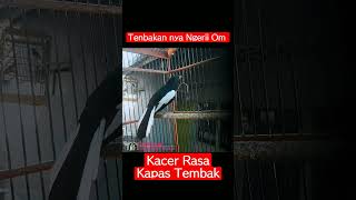 Download lagu Tembakanya Ngeri Om - KACER Rasa Kapas Tembak #kacer #kacermania #kacergacor #kicaumania #kicau mp3