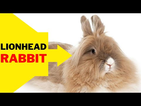 YouTube video about Lionhead Rabbit Veterinary Care