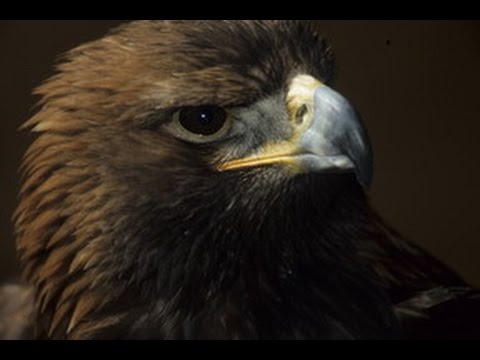 Allianz Umweltstiftung - Forschungen über den Steinadler im Nationalpark Berchtesgaden