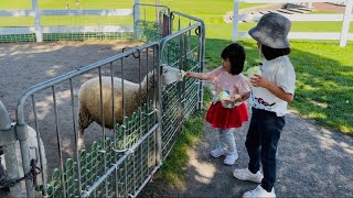 【札幌さとらんど】羊に餌やり・さつまいもの収穫体験・アスレチック・木のフェアで大満足🍠