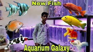 New Fish Stock At Very Reasonable Price | Aquarium Galaxy Delhi