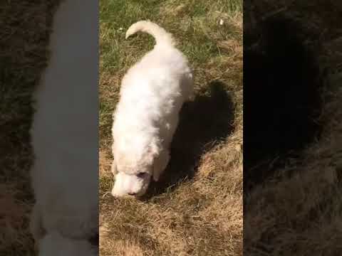 Virginia the Labradoodle