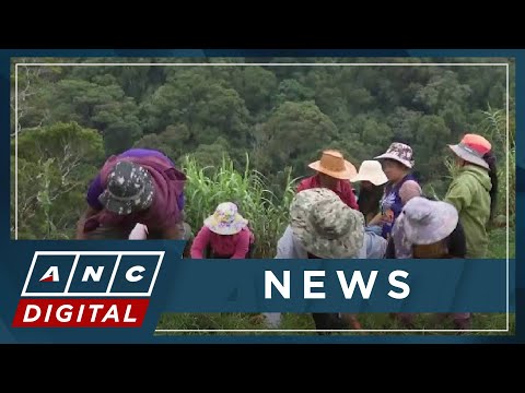 Farmers in Tinoc, Ifugao blame El Niño for stunted harvest ANC