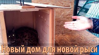 НОВАЯ РЫСЬ. Самец сибирской рыси по кличке Мартин