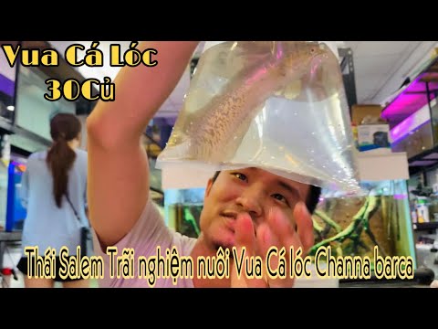 Thái Salem trãi nghiệm Vua Cá Lóc channa barca 30củ-Hùng hạp cho nhẹ túi ❤️