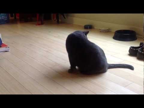 Merrill Cat: Demon Hunter