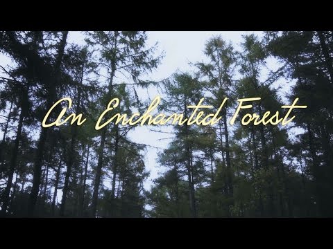 An Enchanted Forest