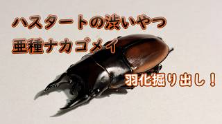 ハスタートノコギリクワガタ亜種ナカゴメイ羽化掘り出し！