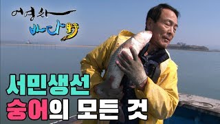 가숭어와 보리숭어 구분법/전통 숭어잡이/숭어 어란/숭어요리 [어영차바다야]