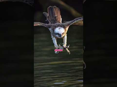 La reina de los rios y lagos #eagle #bird #aves #animales #osprey #águila #sabiasque #curiosidades