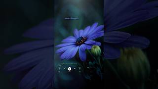Download lagu Kanner poovinte kavilil thalodi.. #whatsappstatus #love #status #lovesong #sadstatus mp3 Download lagu Kanner poovinte kavilil thalodi.. #whatsappstatus #love #status #lovesong #sadstatus mp3