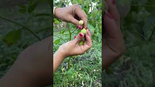 Download lagu Panen buah ciplukan #buahciplukan mp3