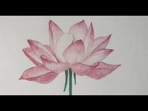 Draw a Realistic Lotus Flower (Beginner Step-by-Step Tutorial)
