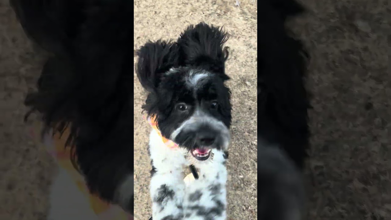 Eve, an adopted Cockapoo in Chicago, IL video 6/6