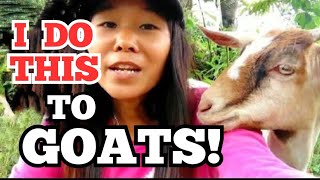 HOW TO Make your Goats DRINK MORE Water? GOAT FARMING TIPS sa PAGPAPAINOM!