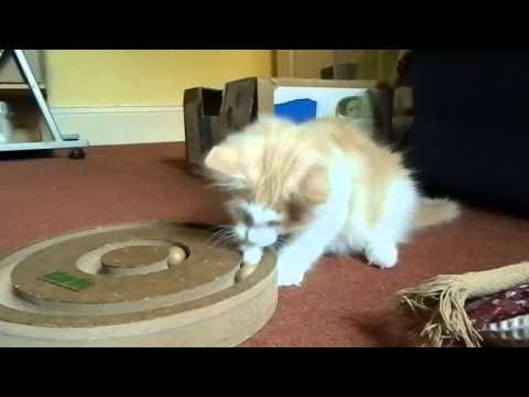 Mukta Norwegian Forest Kitten