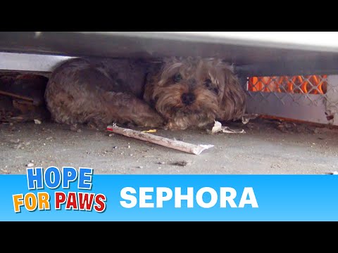 download lagu mp3 mp4 Teacup Yorkie Rescue, download lagu Teacup Yorkie Rescue gratis, unduh video klip Teacup Yorkie Rescue