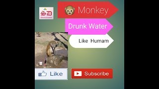 preview picture of video 'Bandar drinks water  like human!!'