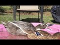 Funny Duck Burp