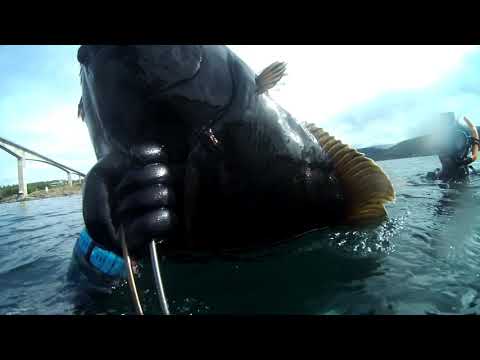 Frivannsliv in Saltstraumen - Spearfishing 20kg Halibut