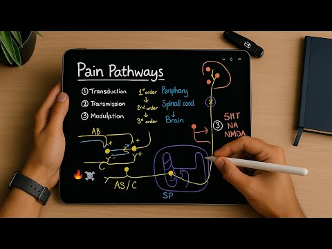 Physiology of Pain Perception: A Simple Guide for FRCA & Pain Exams