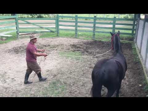 First step to start taming