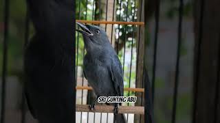 Download lagu burung srigunting abu #kicaumania #burung #kicaumania #srigunting mp3