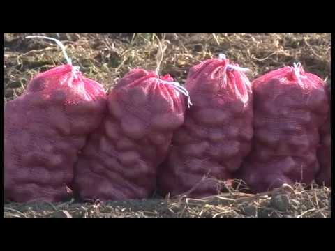 Naše imanje - Epizoda 8, Alibunar