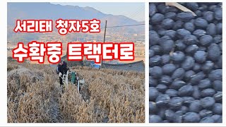 서리태 청자5호 탈곡 수확중 검은콩 자연특별시괴산 [콩재배방법]