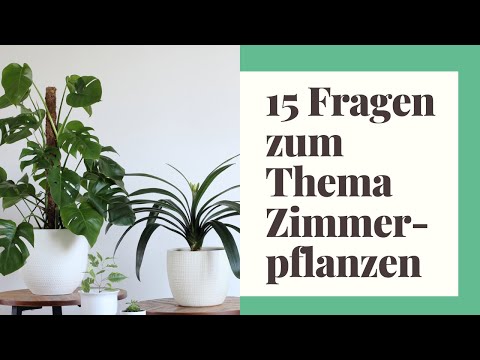 , title : 'Top 15 Fragen zum Thema Zimmerpflanzen beantwortet!'