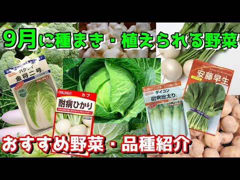  9月に蒔く種は何でしょうか？ 10種類の野菜と花が旬を迎えます！  庭園