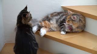 Maine Coon and Norwegian Forest cat playing