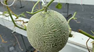 Download lagu Silent Vlog Panen Melon Hidroponik | Hydroponic Melon Harvest Time mp3