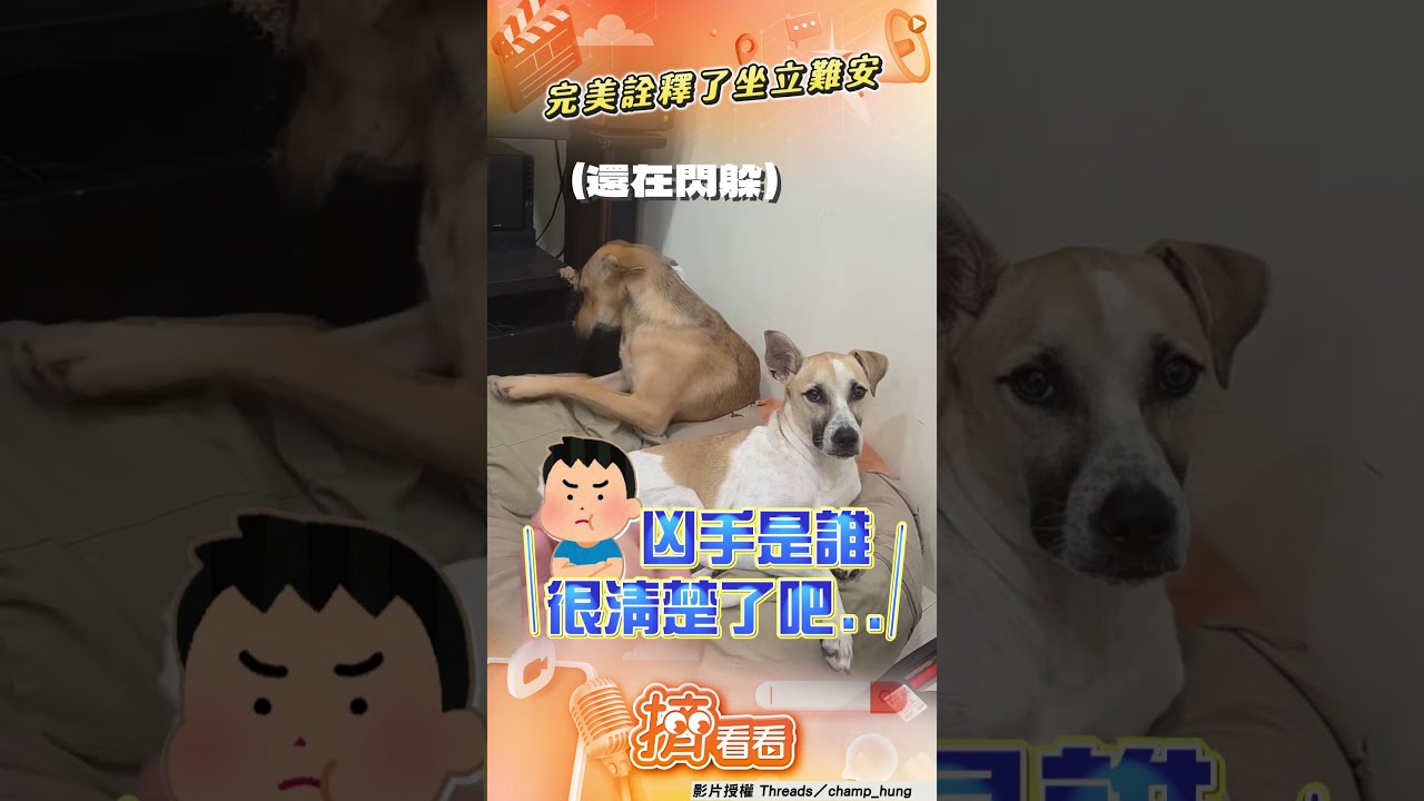 影音/飼主揪2嫌犯質問「誰咬沙發」 黃汪「心虛裝忙」秒露餡