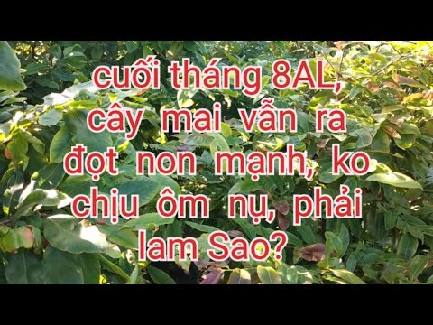 Cuối tháng 8 AL, Cây mai vẫn ra đọt non và ít tạo nụ, phải làm sao?