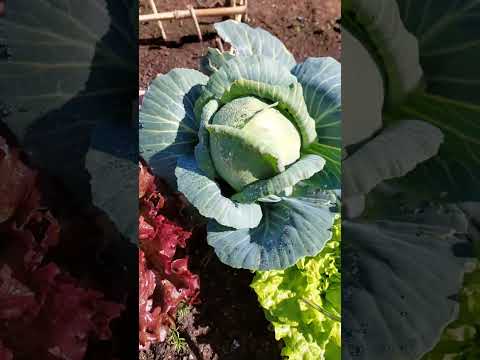 Colleita horta comida san #flower #nature #spring #plant