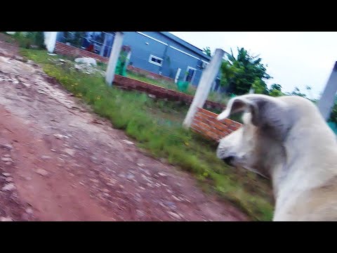 Adopt Bally Son || #  1558 Nature Show