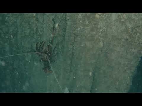 shark cafe Langusten 16 9