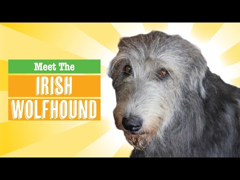 Irish Wolfhound Dog Breed - Everything You Need to Know - Is This the Right Dog for You?