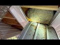 Taking Down an Active Yellow Jackets Nest in the Ceiling in Rumson, NJ