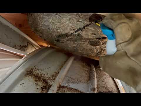 Taking Down an Active Yellow Jackets Nest in the Ceiling in Rumson, NJ