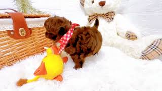 ハーフ犬の動画01