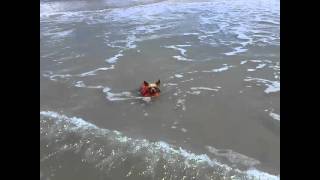 Yorkie can ride the waves