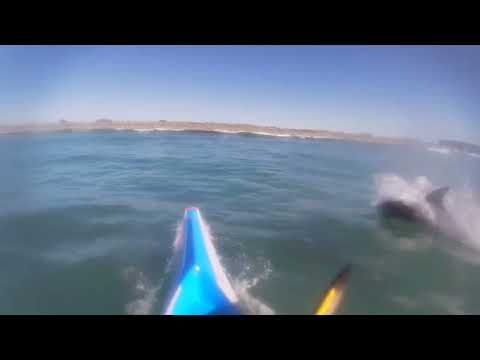 Catching a wave with dolphins