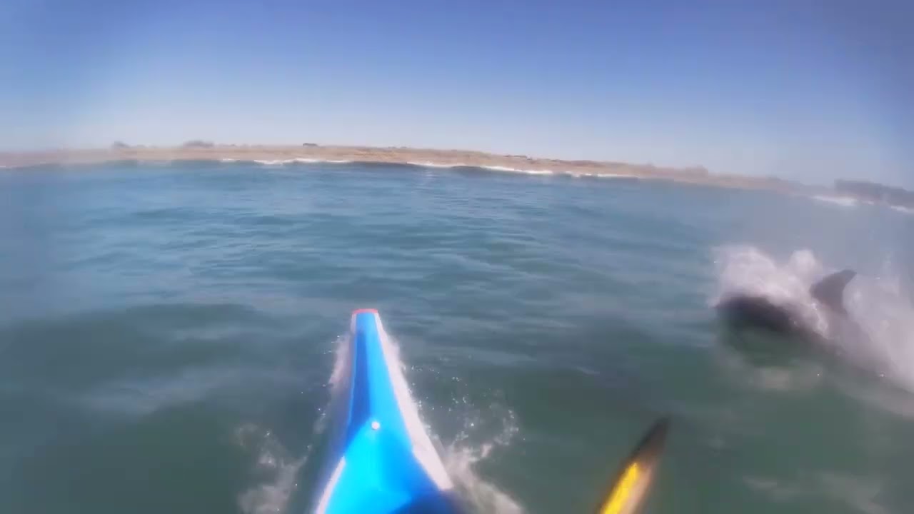 Catching a wave with dolphins