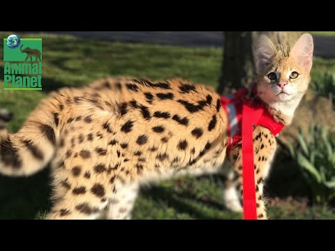 Savannah Cat - Everything about the Hybrid Cat Breed [2022]