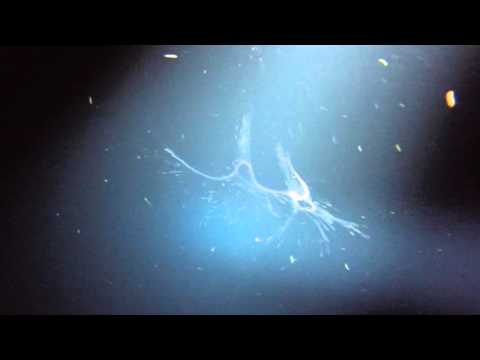 Blackwater Dive - Kona HI