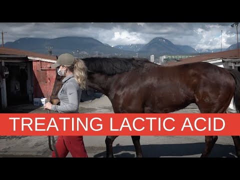 Treating Lactic Acid in High Performance Horses #legsaver