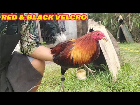 Red & Black Velcro Bates Grey Roundhead Jap - TEAM VELCRO Farm Hawaii Show Beautiful Birds